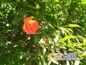 西安的市花是什么名字,西安的市花是什么花？
