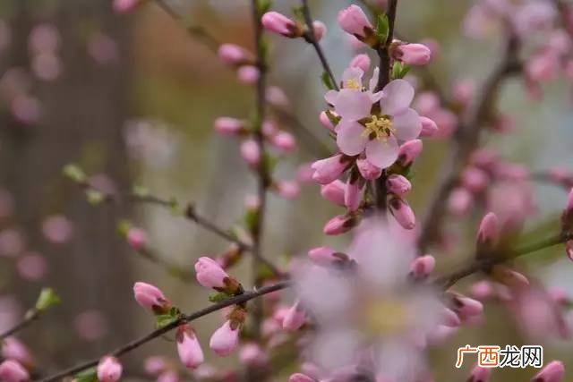 春花烂漫的意思,正是春花烂漫时的意思?