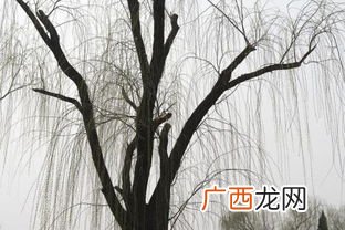 柳树的枝条像什么比喻句,春天里的柳条像什么？