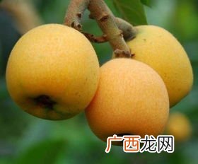 枇杷几月份上市,枇杷什么时候成熟？