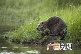 加拿大的国宝是什么动物,加拿大的国宝是什么动物？