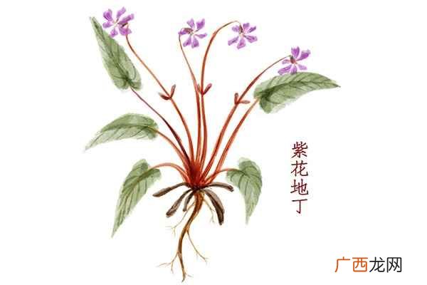 紫花地丁的功效与作用