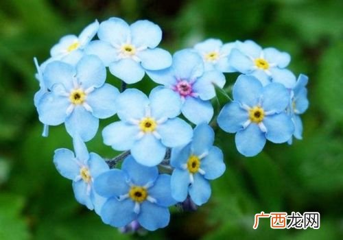 什么花的花语代表幸运,什么花代表快乐健康如意？