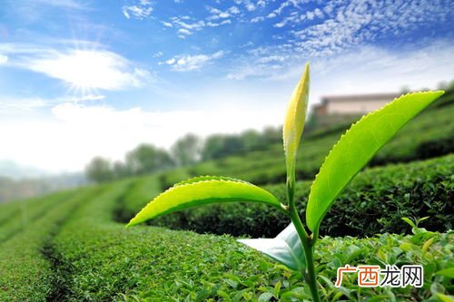 绿茶女什么意思啊,xx女什么意思？
