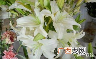 鬼百合是什么样的花,鬼百合精灵介绍？