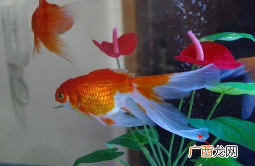 金鱼的尾巴像什么一年级比喻句,那只小猫死死盯着鱼缸里的金鱼改成比喻句？