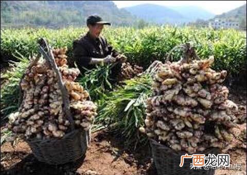 姜母是什么东西,云南姜1斤能晒干多少？