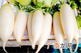 青萝卜和白萝卜的区别,白萝卜和青萝卜的功效是不同的？