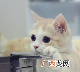 猫的尾巴竖起来是为什么,猫弓起身子竖起尾巴是什么意思？