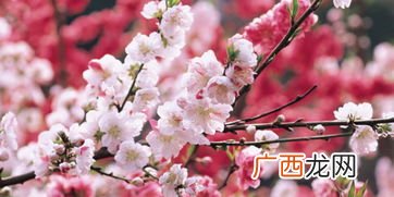 犯桃花是什么意思,遇桃花什么意思？