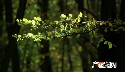 树叶落下来扩写句子,树叶落了\"\"怎么扩句？