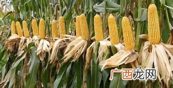 玉米品种中科玉505咋样,中科玉505和516哪个产量高？