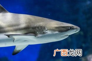 鲨鱼怎么做好吃,长江小白鲨怎么做好吃？