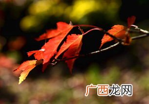 霜叶红于二月花的意思是什么,停车坐爱枫林晚，霜叶红于二月花是什么意思？
