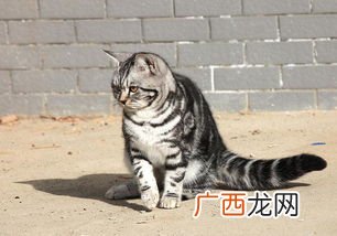美国银虎斑猫的介绍,虎斑猫生长周期？