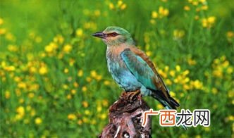 锦鸡属于鸟类还是兽类,武当山最有名的动物？