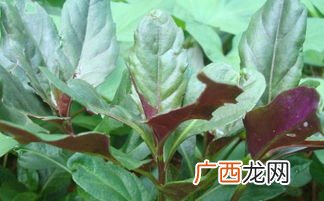 血碧菜的功效与副作用,搜血皮菜介绍？