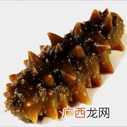 如何识别假海参,怎样鉴别野生海参？