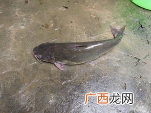 剑骨鱼是什么鱼,剑骨鱼有刺吗？