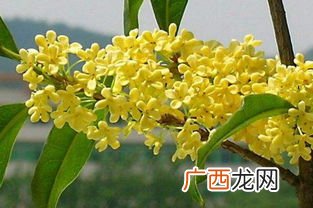 桂花的详细资料,桂花树多少年成才？