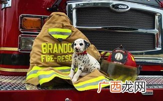 消防犬是用来做什么的,什么颜色的狗狗最适合当警犬？