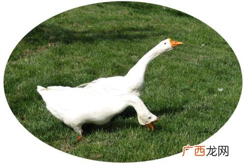 呆头鹅是什么梗,楚剧梁祝十八相送原唱？