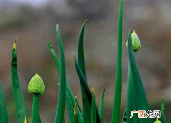 发芽大葱可以吃吗