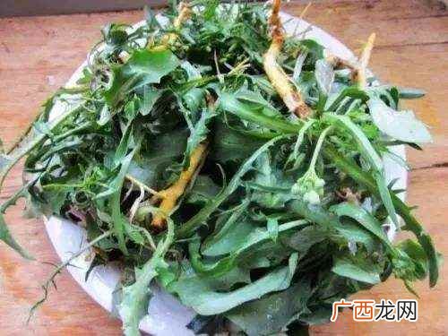 苦菜吃多了会中毒吗