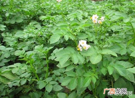 洋芋和土豆的区别是什么,怎么区分脆的土豆还是粉的土豆？