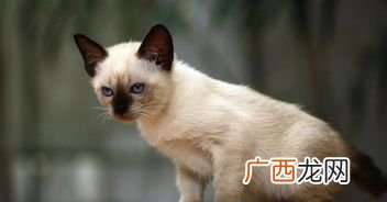 暹罗猫价格多少钱一只,暹罗猫的价格普通的猫在500至1500元？