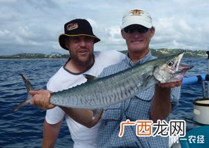 鲅鱼是深海鱼吗,鲅鱼为什么便宜又好吃？