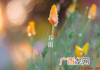 南方谷雨摘茶习俗是为了什么