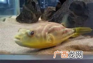 斑马狗头怎么养,斑马狗头鱼新入缸要注意什么？