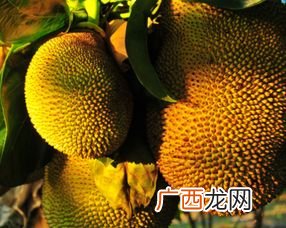 菠萝蜜成熟季节是几月,菠萝蜜几月份结果？