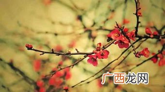 梅花是什么时候开放的,梅花是什么季节开放的？