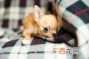 狗掀门帘的歇后语,媒人会说话的歇后语？