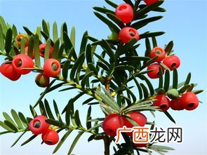 红豆杉果子正确食用方法,红豆杉的果实有哪些用途？