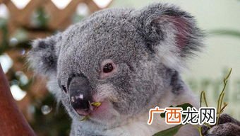 考拉是什么动物,长的像考拉的动物有哪些？