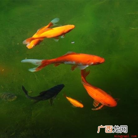 水质变差,金鱼会死亡吗 为什么鱼食不能喂太多