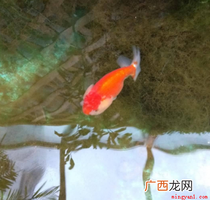 水质变差,金鱼会死亡吗 为什么鱼食不能喂太多