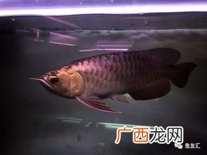 养鱼穷三年为什么,穷养龟富养鱼?
