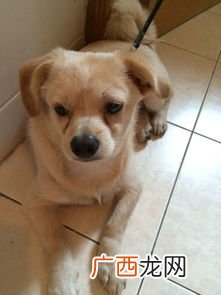 串串狗是什么意思,串狗是什么意思？