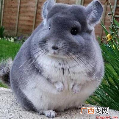 毛丝鼠性情温顺,不咬人,喜欢群居,善于跳跃,胆小怕惊扰