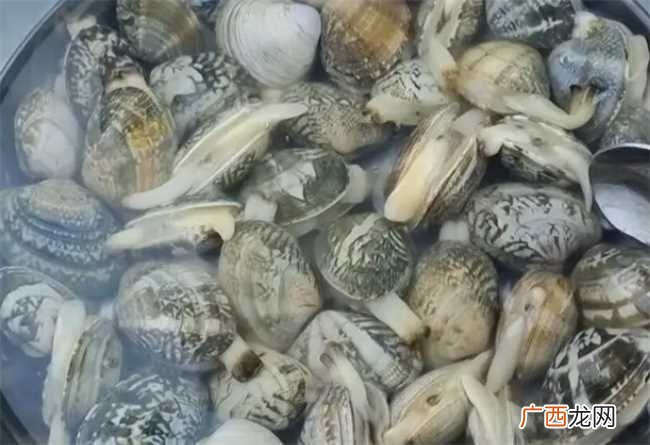 花蛤当天不吃如何保存花蛤