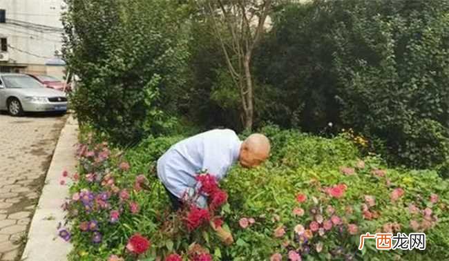 小区绿化带的土能不能种花 小区绿化带可以种花吗