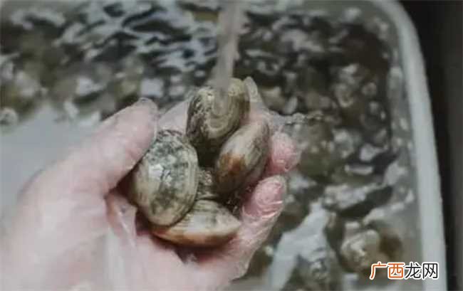 把花蛤放进自来水里能不能活12小时 花蛤放自来水里能活12小时吗
