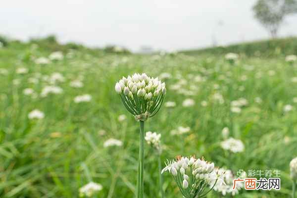 韭菜花的功效与禁忌