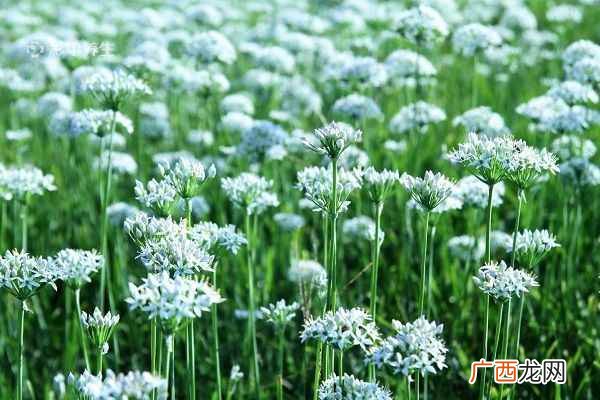 韭菜花的功效与禁忌