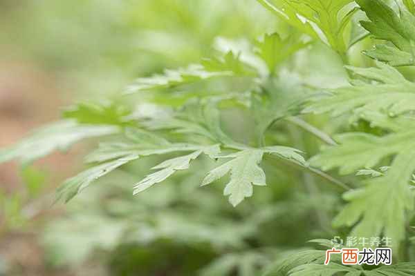 艾草泡脚的功效与禁忌