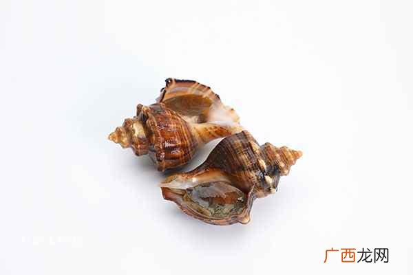 海螺的做法煮多长时间